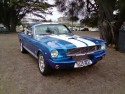 Shelby - american muscle cars