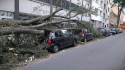 Przewrócone drzewo na zaparkowane samochody, wichura