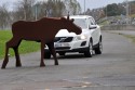Wykrywanie zwierząt, Volvo